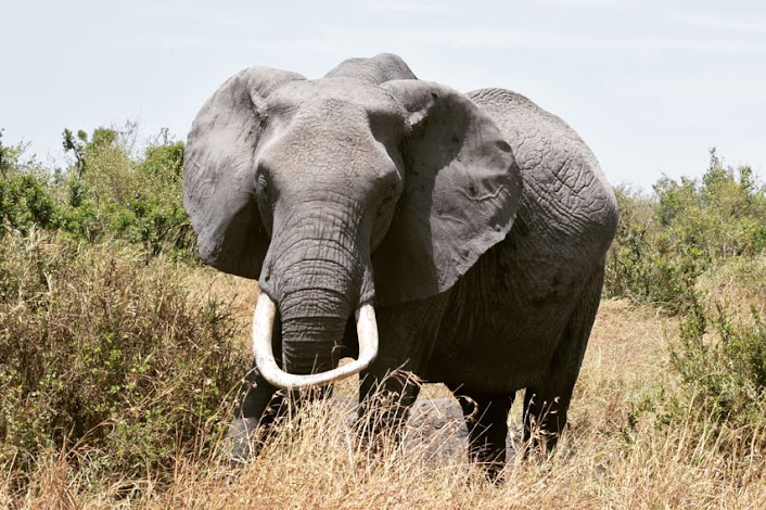 Elephant in Masai Mara National Reserve
