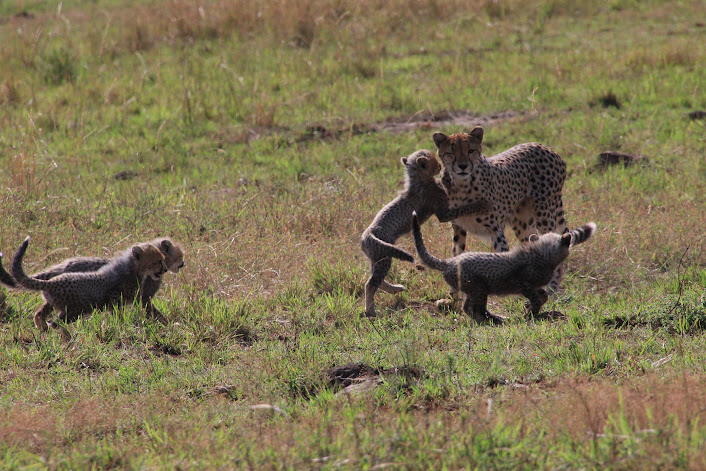 Kenya safari game drive vehicle and wildlife