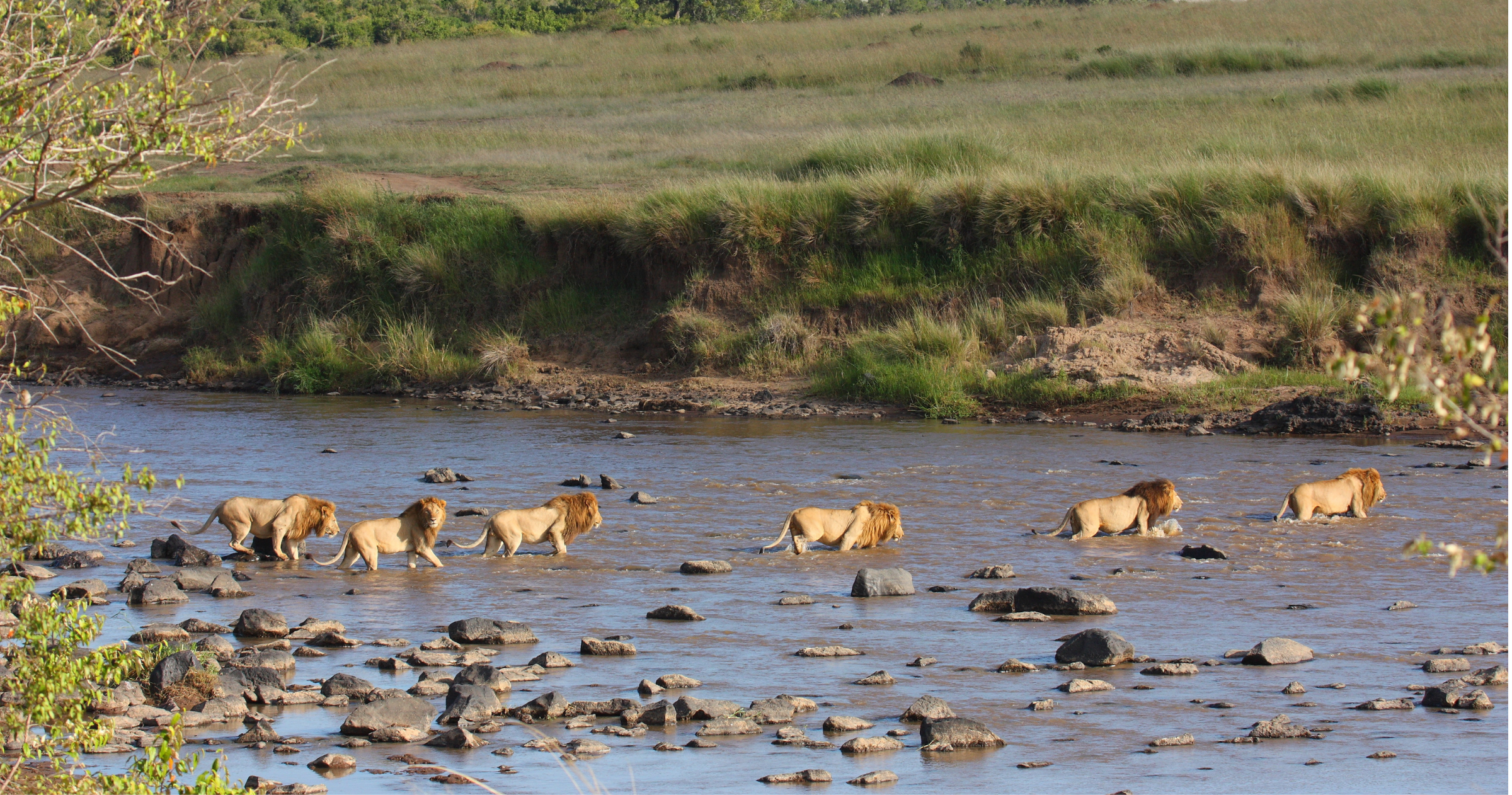 Lions crossing a river during a Kenya safari