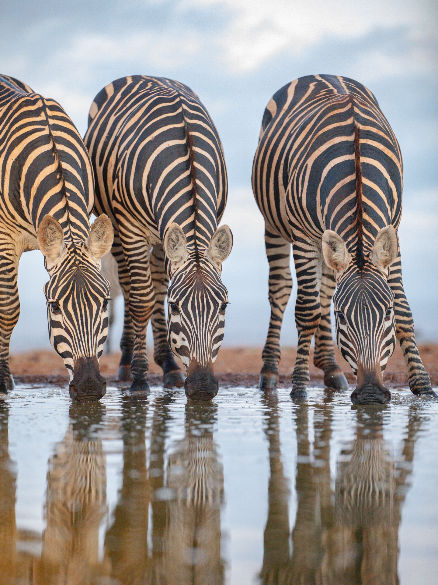 Zebra drinking water on a Kenya camping safari