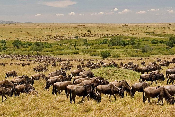 Wildebeest migration crossing the Maasai Mara